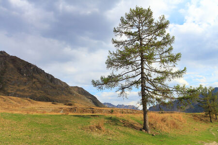 Larch-tree on a green grass among mountains in the springの写真素材