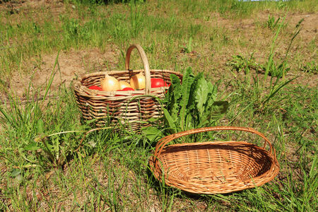 Wattled baskets for vegetables are in a grass outdoorsの写真素材