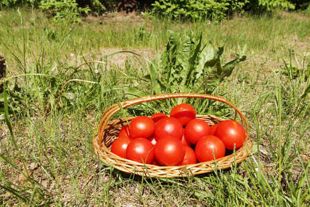 Tomatoes in a wattled basket are in a grass outdoorsの写真素材