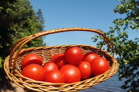 Tomatoes are in a wattled basket among trees on the river bankの写真素材