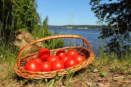 Tomatoes in a wattled basket are in a grass among trees on the river bankの写真素材