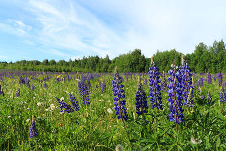 Blue lupines on a meadow among trees and the skyの写真素材
