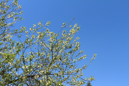 Bird cherry tree branches against the sky の写真素材