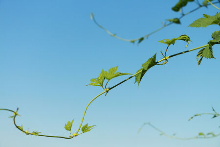 The hop stalk with leaves is against the skyの写真素材