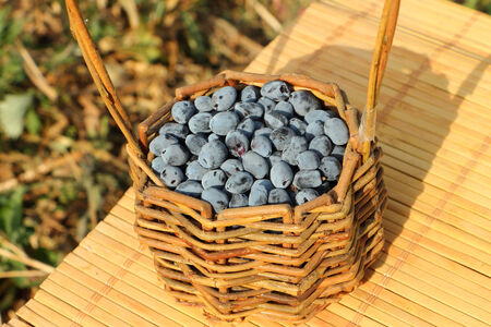 Basket with a honeysuckle standing on a table in a gardenの写真素材