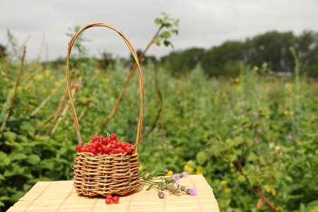 Wattled basket with red currant standing on a table on a lawnの写真素材