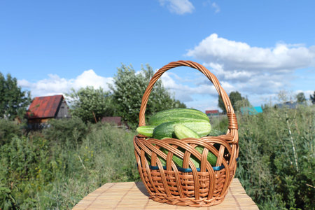 Cucumbers lying in a wattled basket on a table outdoorsの写真素材