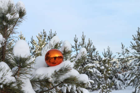The orange glass sphere lying on a snow-covered branch of a pine against the blue sky in the winterの写真素材
