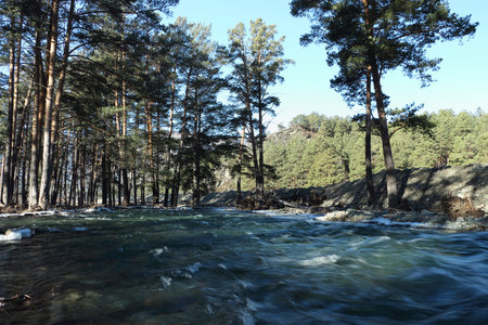 The flooded trees on the bank of the mountain river