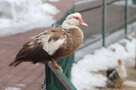 The duck sitting on a fence in the springの写真素材