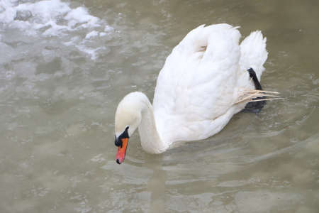 The white swan swimming on the frozen lake in the springの写真素材