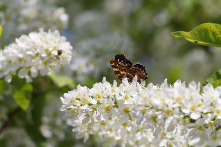 Butterfly urticaria sitting on blossoming bird cherry treeの写真素材