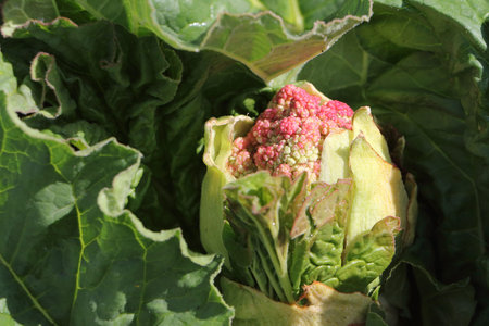 The blossoming rhubarb in a garden in the spring