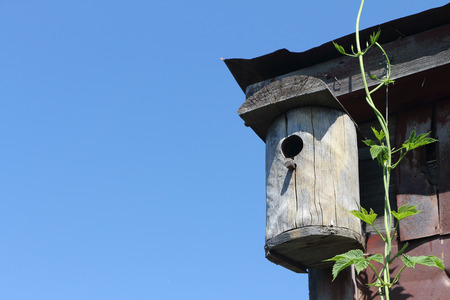 Old wooden nesting box on the rooftop among hop stalksの写真素材