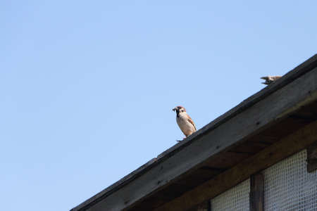 Sparrow with a forage in a beak sitting on the rooftopの写真素材