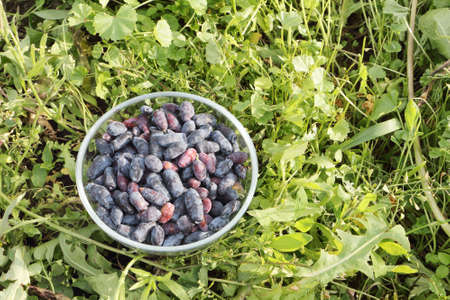 The honeysuckle berries lying in a glass plate against a green grassの写真素材