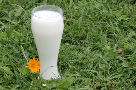 Glass glass with milk standing on a green grassの写真素材