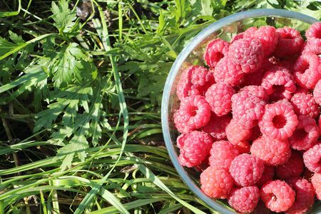 Glass plate with fresh ripe raspberry standing on a grass in a gardenの写真素材