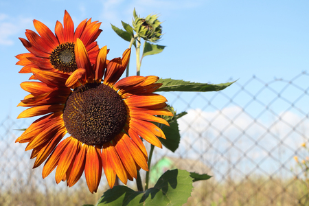 The red sunflower growing in a garden at a fence in summer dayの写真素材