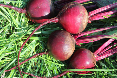 The claret beet lying on a grass in a garden