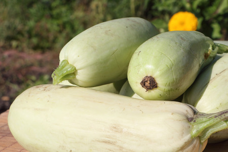 Vegetable marrows lying on a table in a gardenの写真素材