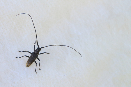 Capricorn beetle on a cardboard outdoorsの写真素材