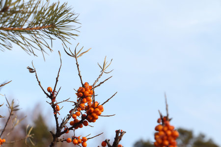 Sea buckthorn branch with berries in the fall against the blue sky