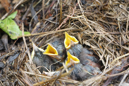 Baby birds of a bluethroat in a nest in the summerの写真素材