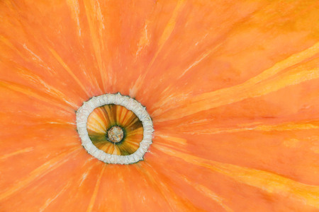 Part of orange pumpkin, natural backgroundの写真素材