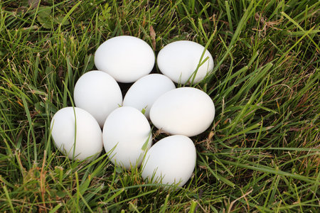 White eggs on a grass