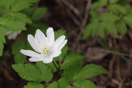 White flower of a snowdrop in the wood in the springの写真素材