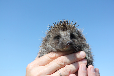Hedgehog in the man's hand against the blue skyの写真素材