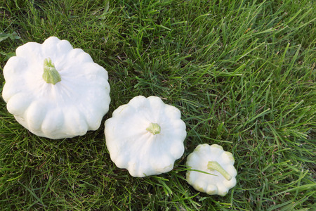White pattypan squash on the grass in the gardenの写真素材