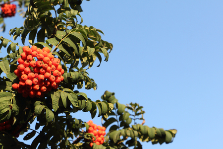 Rowan tree branch with berries against the blue skyの写真素材