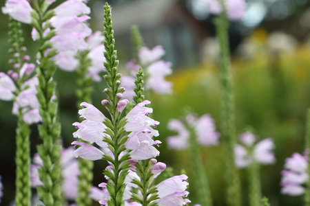 Physostegia virginiana  pink in the summer gardenの写真素材