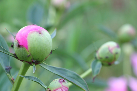 Peony bud in the summer gardenの写真素材