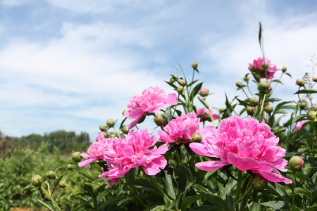 Bush of pink peony in the summer gardenの写真素材