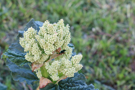 Blooming rhubarb in the spring gardenの写真素材