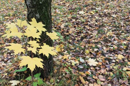 Canadian maple against the background of fallen leaves in the fallの写真素材