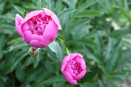 Pink peonies on green grass background in gardenの写真素材