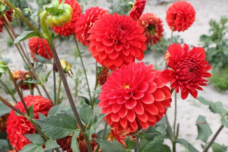 Red dahlias on a background of green grassの写真素材