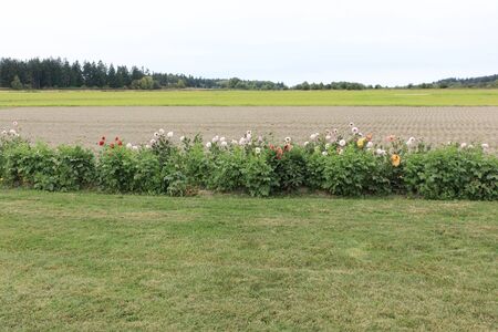 Growing dahlias near a farm field in autumn , Seattle, USAの写真素材