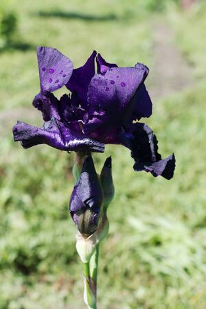 Purple iris in the dew drops in the summer gardenの写真素材