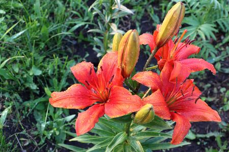 Orange lily in drops of rain in gardenの写真素材