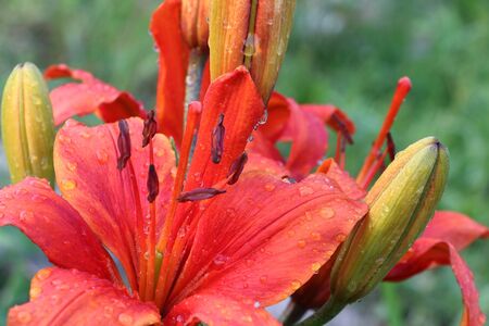 Orange lily in drops of rain in gardenの写真素材