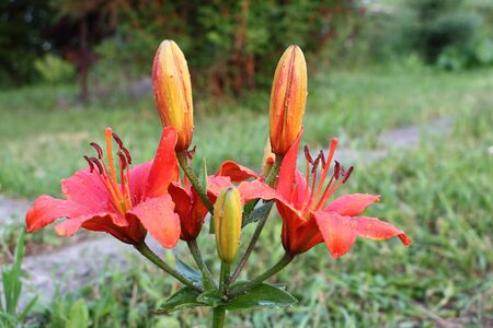 Orange lily in drops of rain in gardenの写真素材