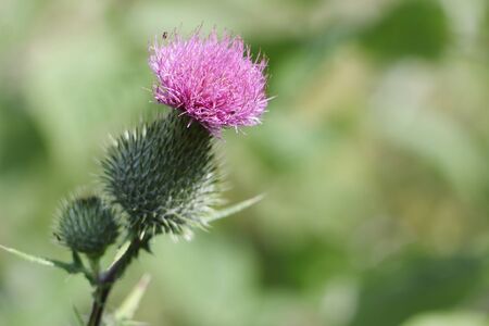 Thistle blooming in a summer meadowの写真素材