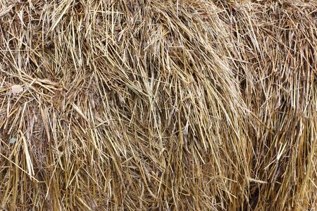 Hay for cattle feed, natural backgroundの写真素材