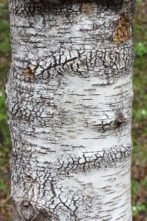 Warty birch trunk, natural patternの写真素材