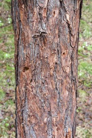 Siberian larch trunk, natural patternの写真素材